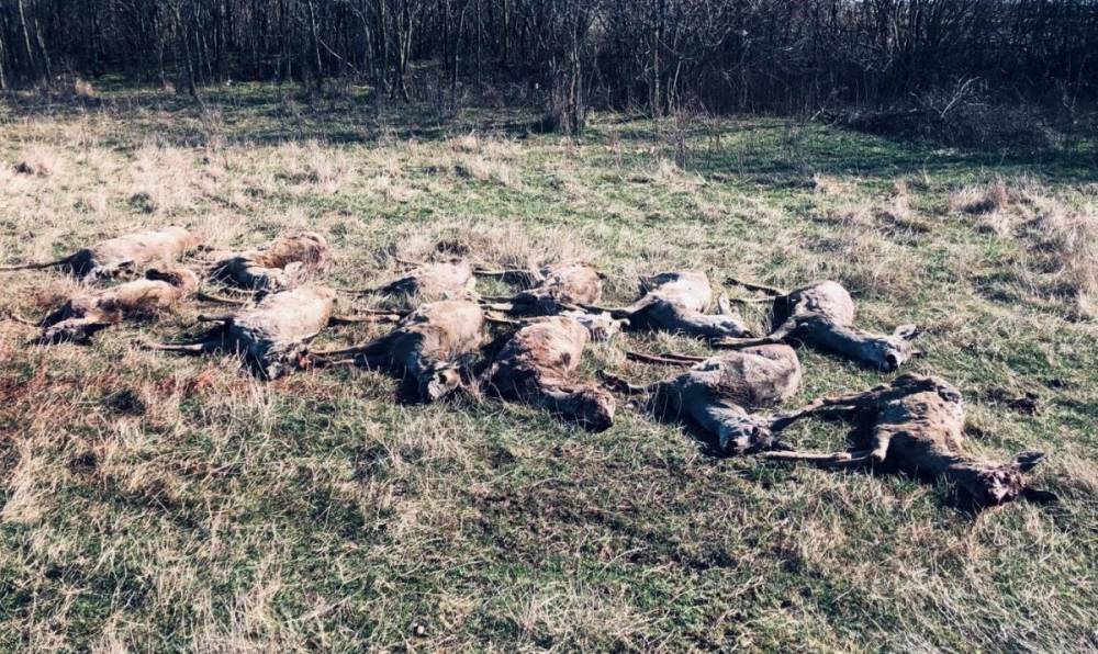 Több tucat vadállatot elpusztított a mezőre kiszórt rágcsálóirtó Arad megyében, eljárás indult a gazdák ellen