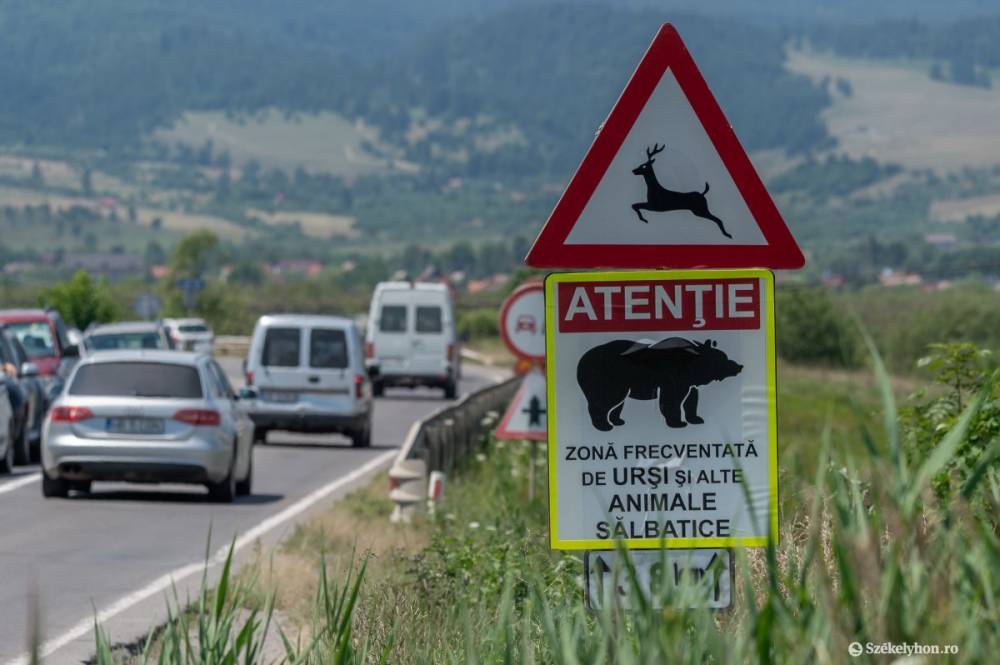 Dudálással ijesztették el a rendőrök a medvét a Transzfogarasi úton, megbírságolják a vadakat etetőket (VIDEÓ)