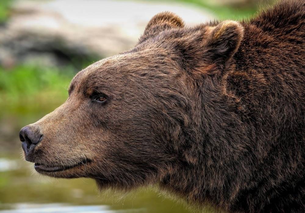Megakadályozták egy medve kilövését Olaszországban, arra hivatkozva, hogy Románia befogadja a vadállatot