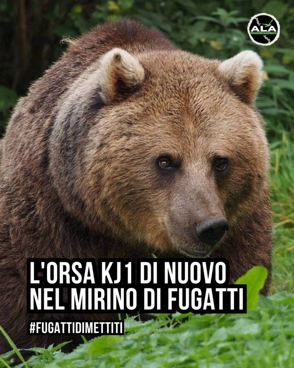 „Románia úgyis befogadja” – egy olasz bíróság elfogadta ezt az érvet egy kilövésre ítélt, emberre támadó medve ügyében