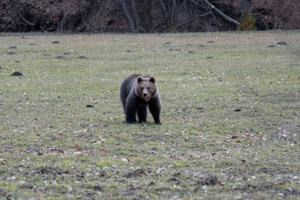 Látványosan visszaesett a medve jelenléte miatt a csendőrséget riasztók száma Hargita megyében