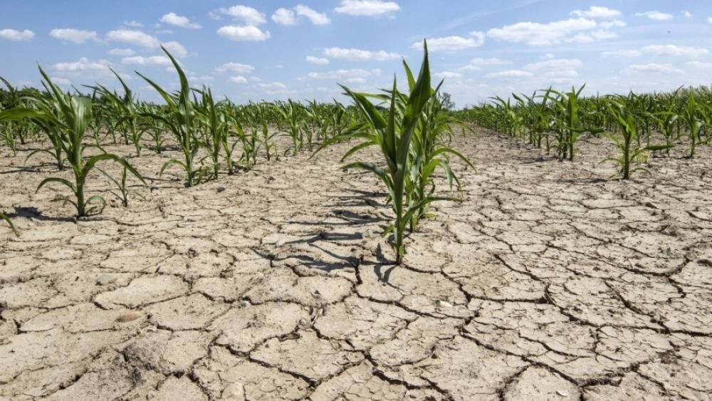 A szárazság és a perzselő hőség miatt a kukoricatermés nyolcvan százaléka kárba vész Arad megyében