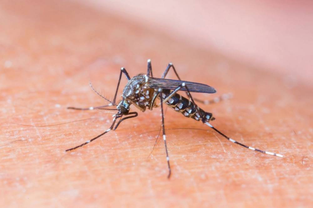 Elkapta a szúnyogcsípéssel terjedő nyugat-nílusi lázat