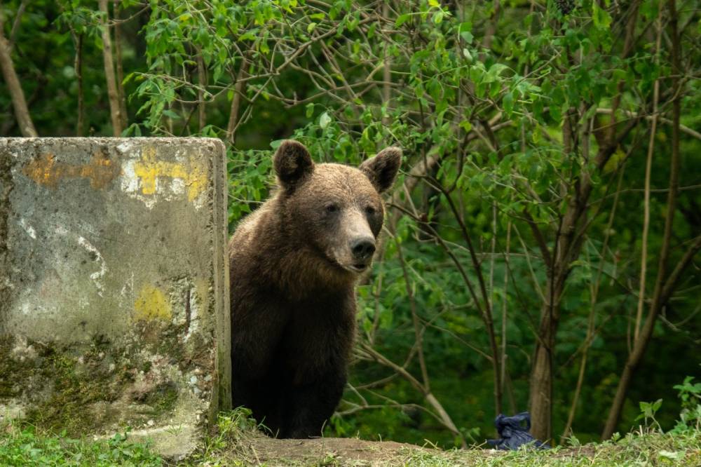 Igen kíváncsi a Csíkszeredába betévedő medve: megvárja a kiérkező csendőröket