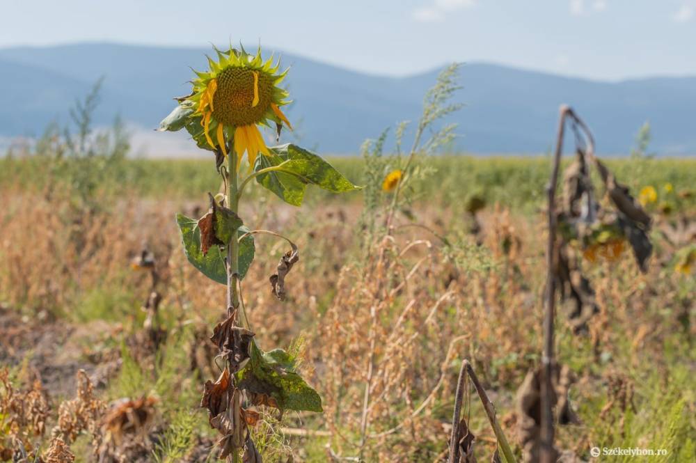 Olcsó kampányfogás az aszály sújtotta gazdák tartozásának átütemezése