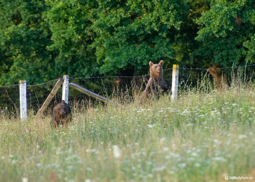 Medvetámadásos pereket nyert az ügyvéd, azonnal reagált az állam