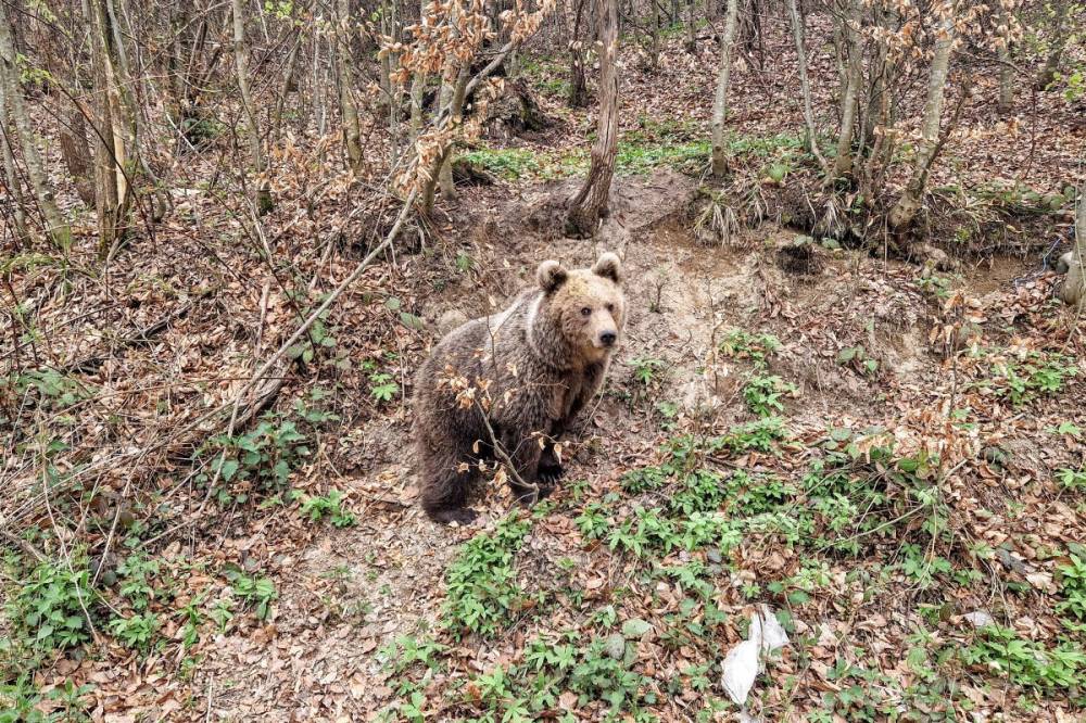 Keresztény-havason gyülekeznek a városiasodó medvék