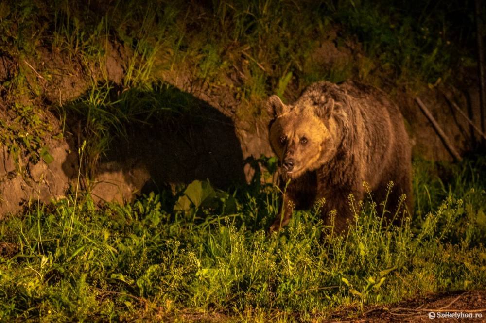 Medve járt az egyik csíksomlyói utcában hajnalban, és erről mindenkinek tudnia kellett