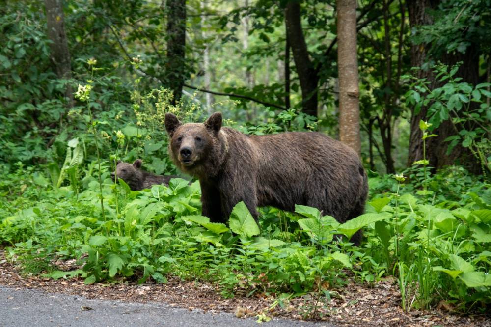 Továbbra sem tágítanak a medvék a lakott területek mellől, elég csak a csendőrségi összesítést megnézni