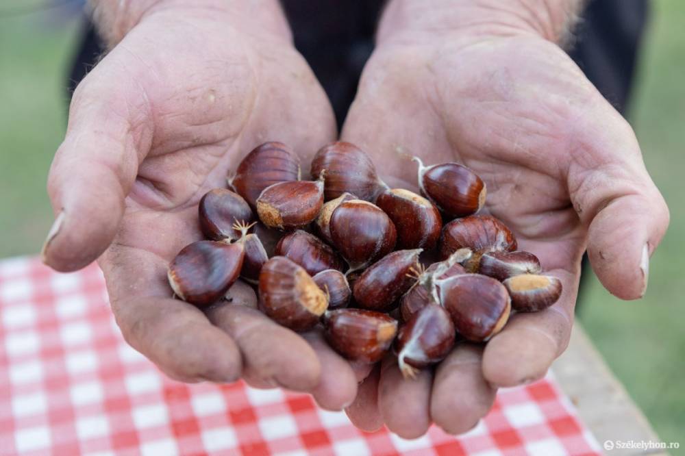 Nem olcsó a kedvelt őszi csemege, hazai helyett külföldi áru kapható