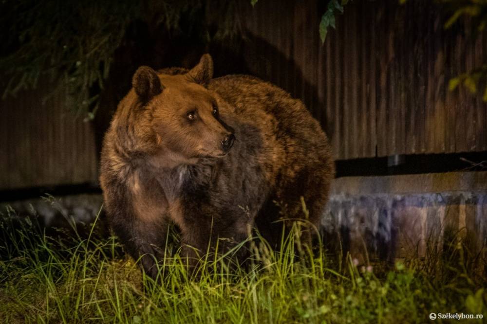 Ezúttal a gyergyószentmiklósiaknak jött a Ro-Alert a medve miatt