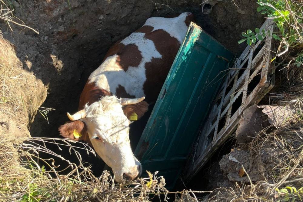 Gödörbe esett tehenet mentettek a tűzoltók