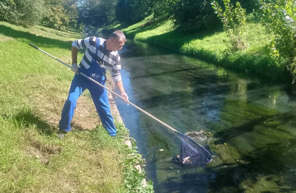 Halpusztulás a váradi Pece patakban