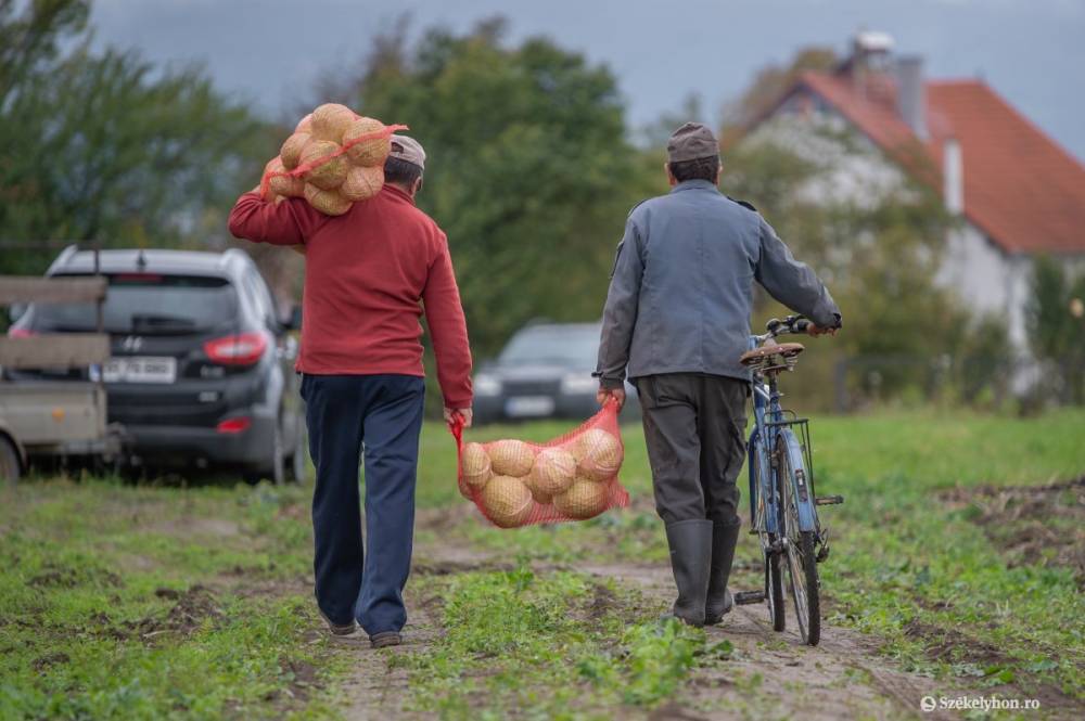 Nem kedvezett a szárazság a káposztának