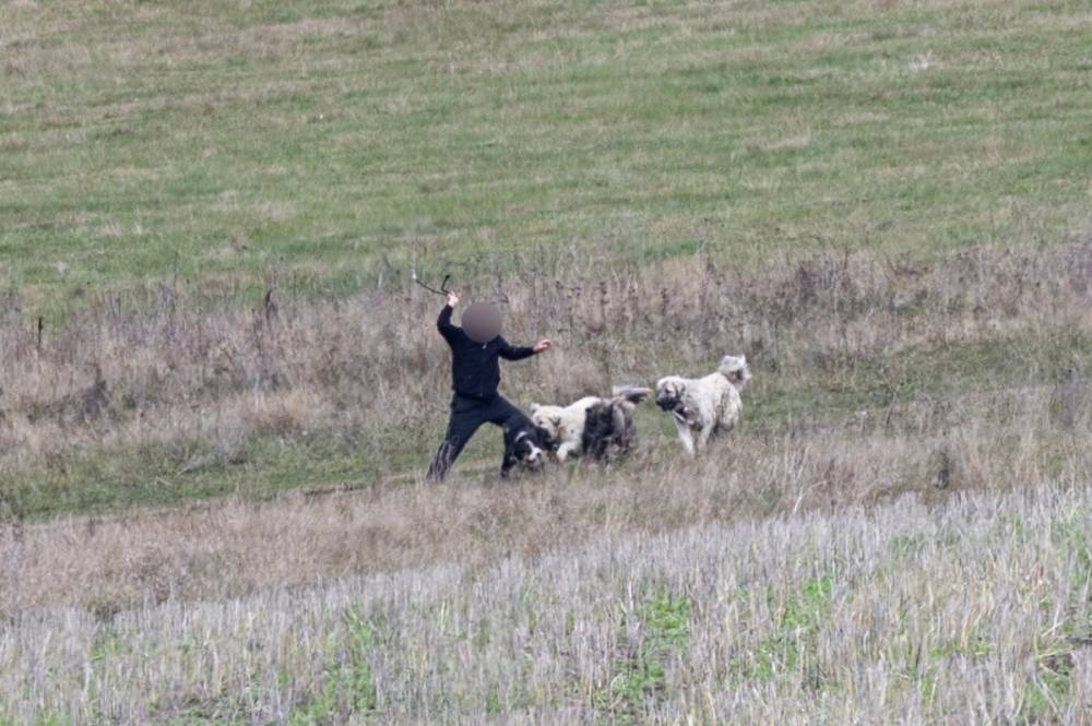 Nagytestű kutyák támadtak egy kutyáját sétáltató férfira Csíksomlyón