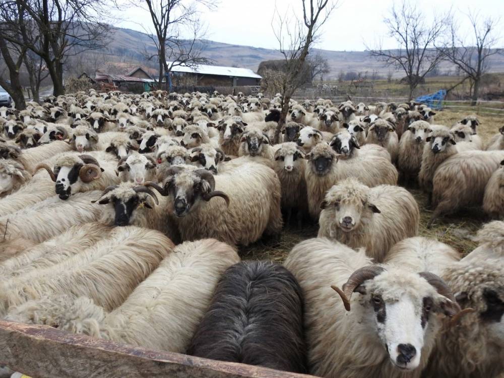 Megmenekült a juhászat a csődtől, a hatóságok rekordidő alatt számolták fel a juhpestist