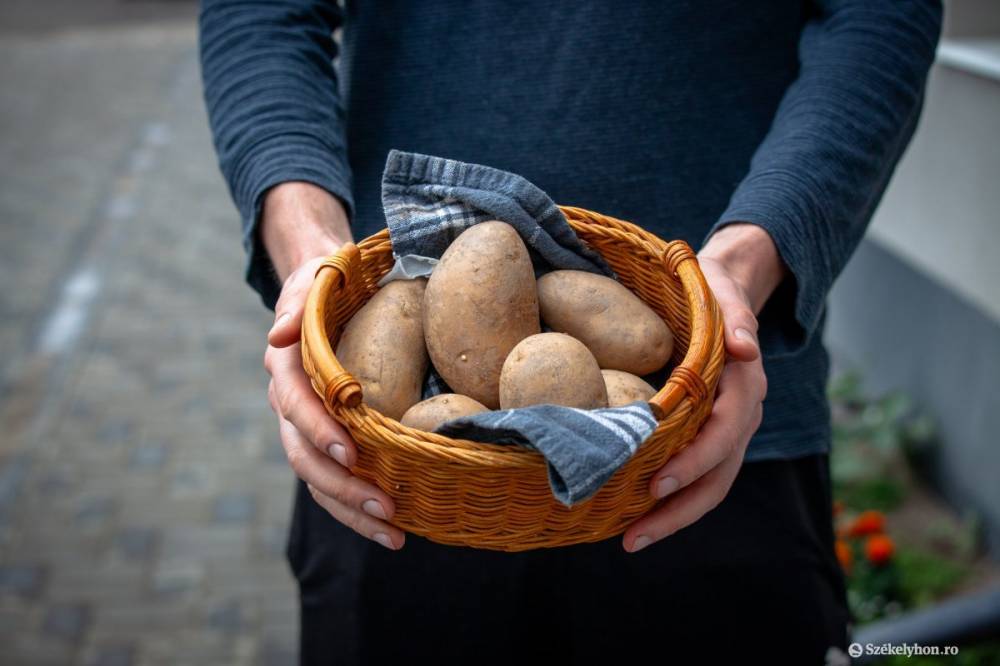 Újfajta pityókabetegség: hervadás fent, rothadás lent