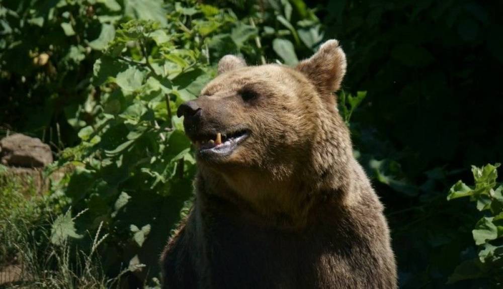 Lépni fognak a sepsiszentgyörgyi medve ügyében