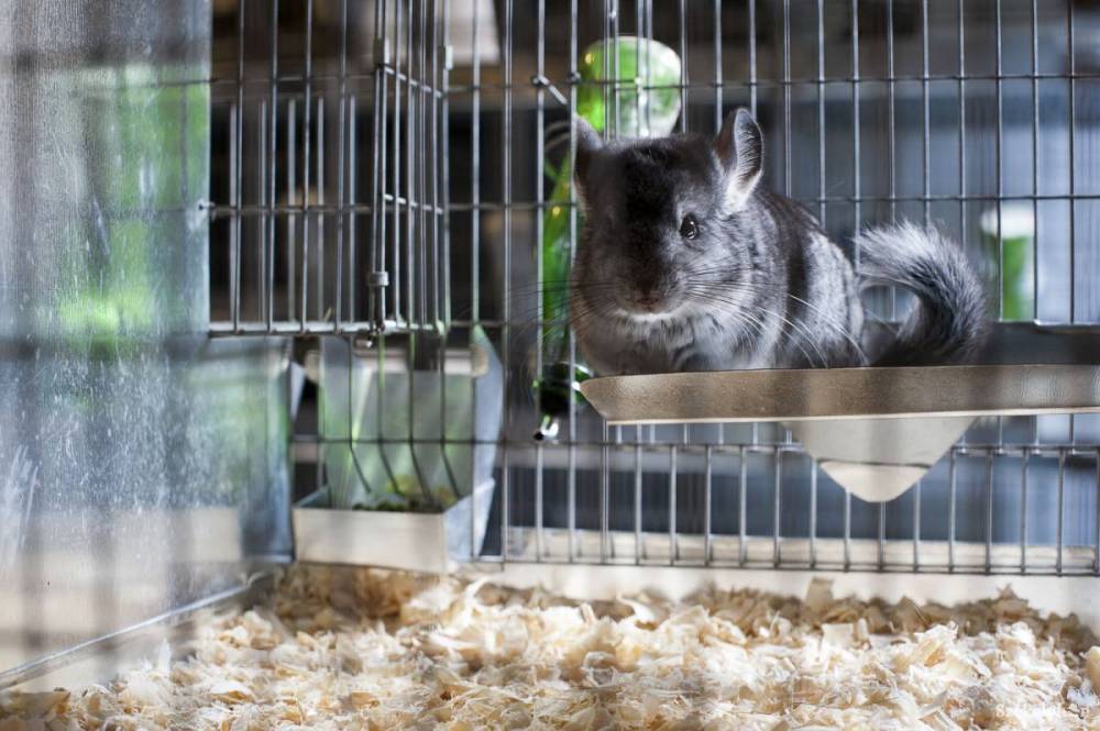 Betiltják a csincsilla- és nyércfajok kereskedelmi célból történő tenyésztését és leölését