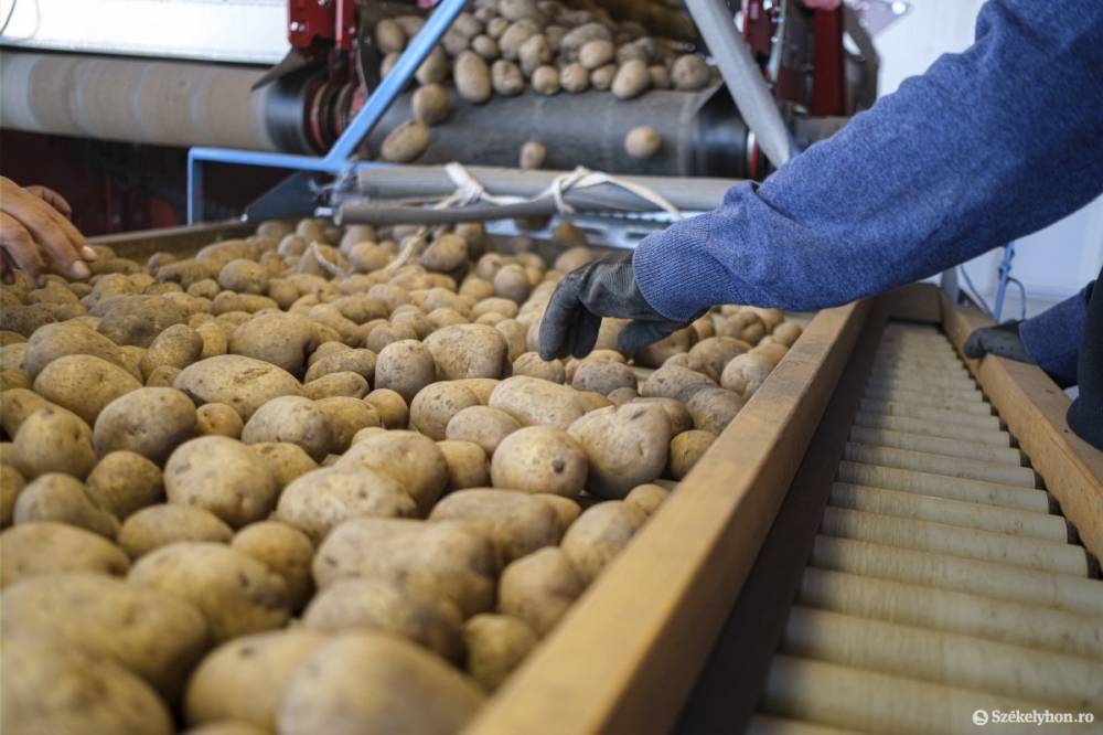 Burgonyatermés: a mennyiség és a kereslet is lehetne jobb