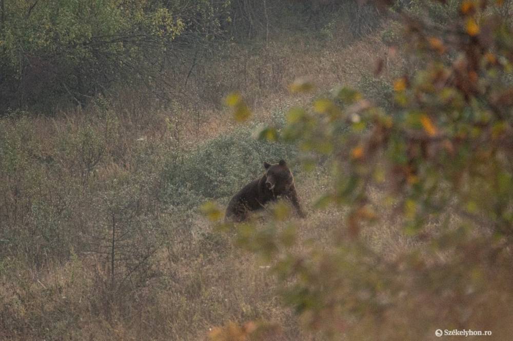 Ismét medvetámadás áldozatához kellett a mentőket riasztani