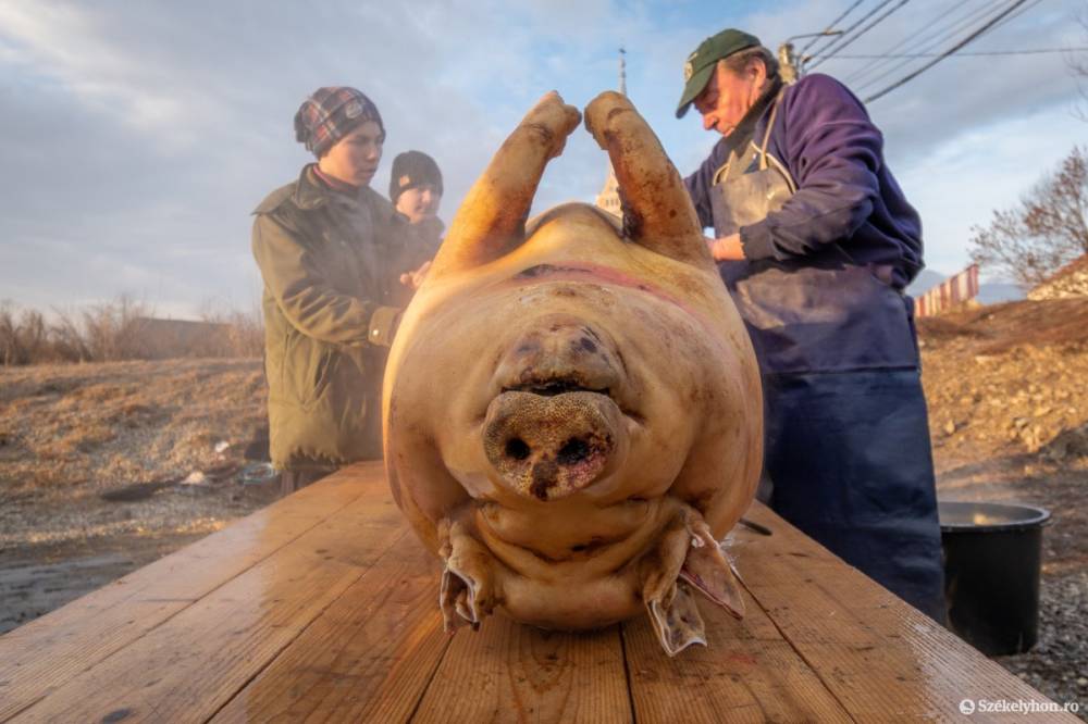 A téli időszakra lesz helyi disznóhús Hargita megyében