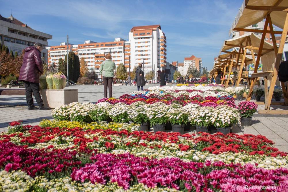 Nagy a krizantémkínálat a csíkszeredai Promenádon és Szabadság téren