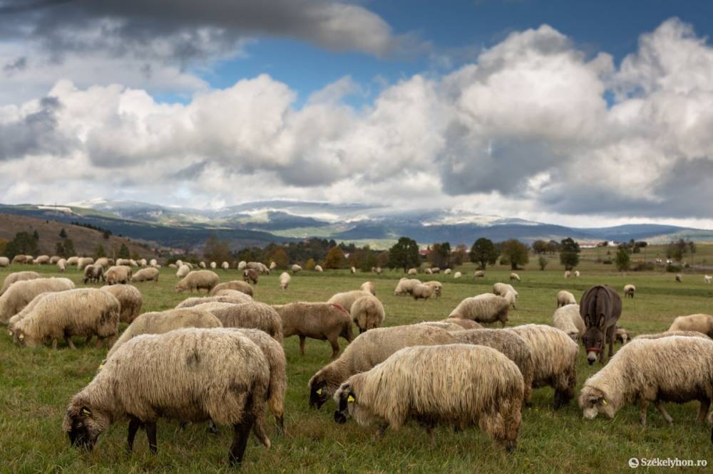 Lecsapott az európai „farkas” a csobánok erdélyi királyára