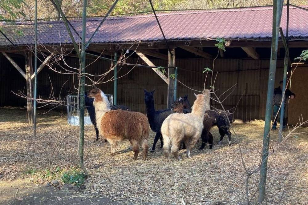 Borzosak és szőrösek, új lakók érkeztek az állatkertbe