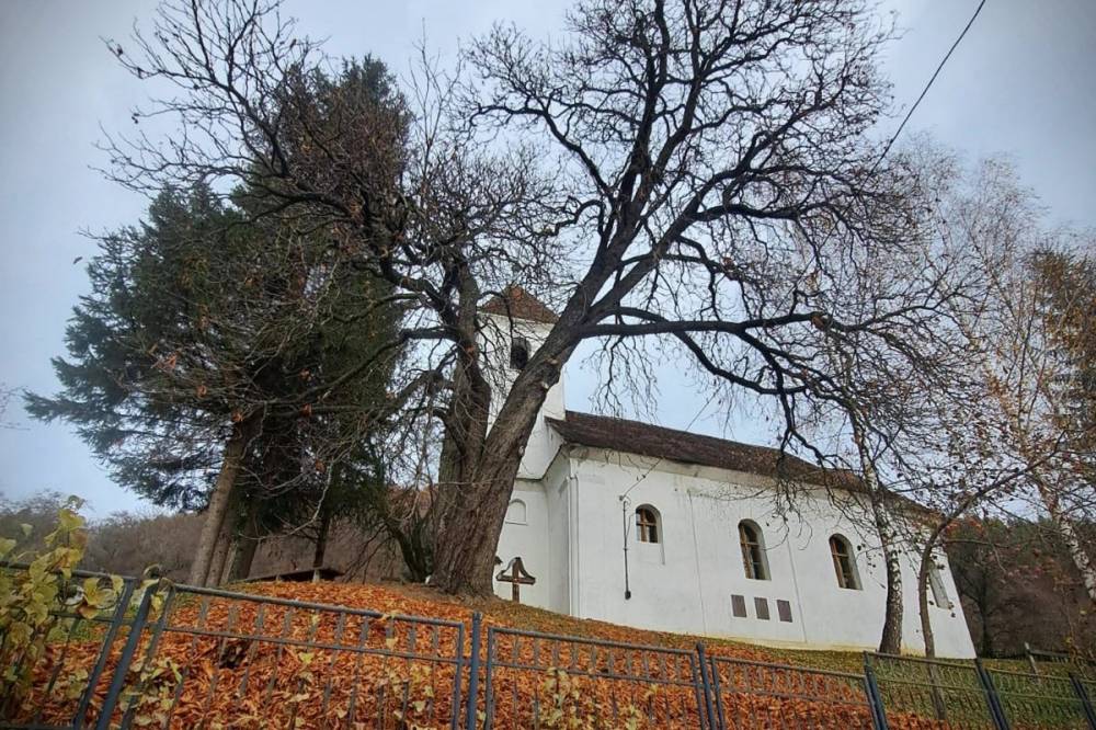 Megmentik vagy kivágják? Két fa, két nézőpont Zalánpatakon