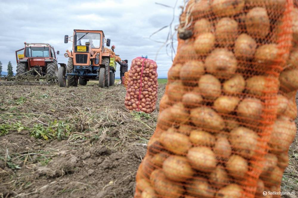 Megnövelte a burgonyatermesztőknek járó támogatás keretösszegét a kormány