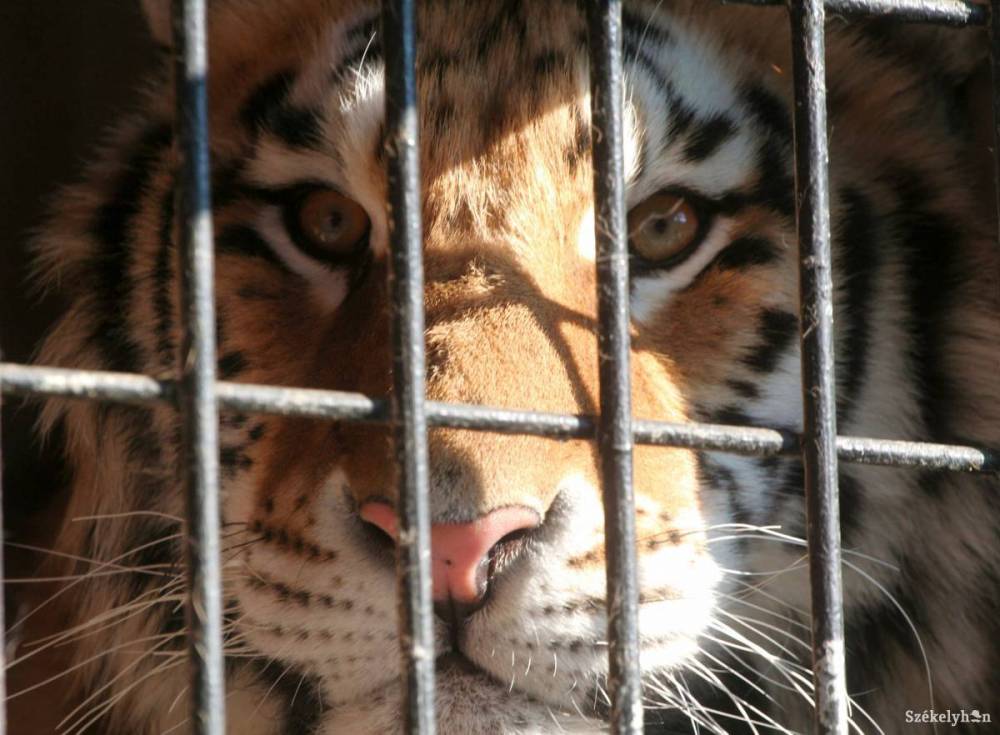 Rátámadt a tigris a gondozójára és megölte