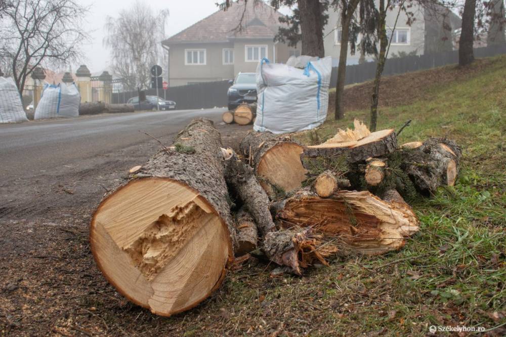 Fákat vágtak ki a csíkszeredai Márton Áron Főgimnázium udvarán