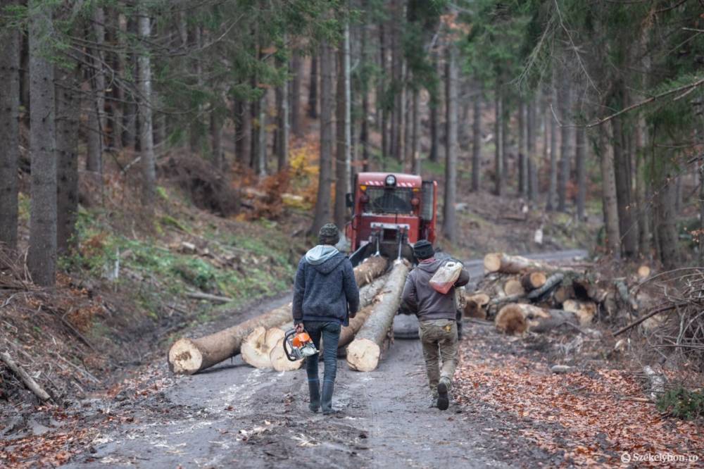 Háborognak a szakmai szervezetek, mert sok sebből vérzik az új erdészeti törvénykönyv