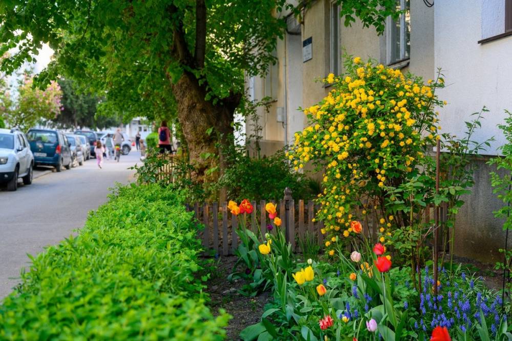 Idén is lesz önkormányzati támogatás zöldövezet-szépítéshez