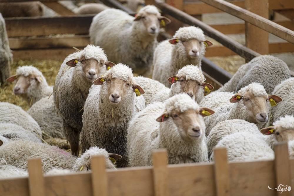 Nem a székelyföldi állattenyésztőktől került Magyarországra a kiskérődzők pestisvírusa