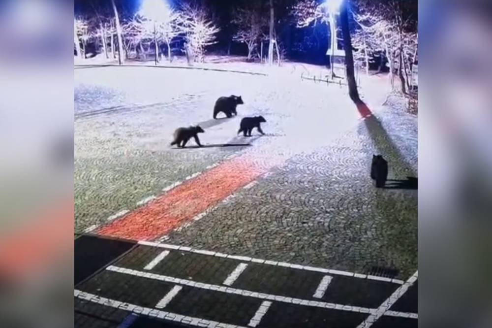 Négy medve ólálkodik a somostetői futópálya közelében – videó