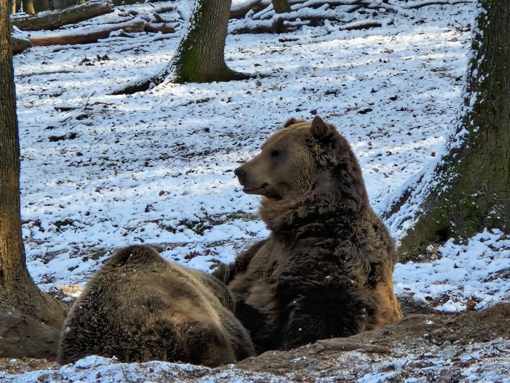 Nem örülnek a marosvásárhelyi állatkert lakói a fagynak