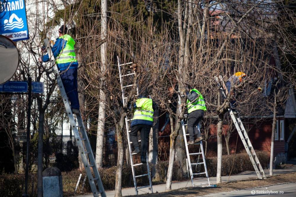 Kivágják a veszélyes fákat Székelyudvarhelyen