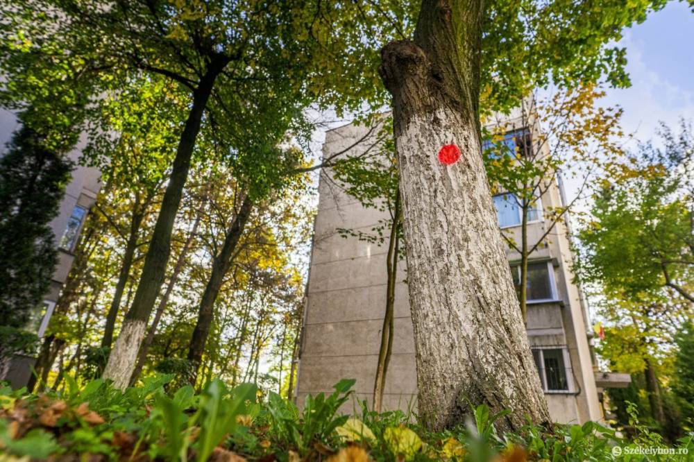 Sepsiszentgyörgyön az önkormányzat felvállalja a veszélyes fák metszésének költségeit is
