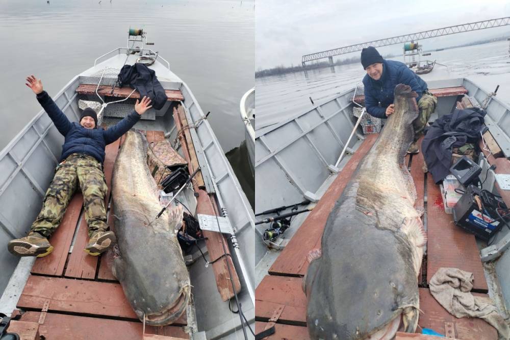 Világrekord-esélyes harcsát fogott ki a Dunából egy román horgász