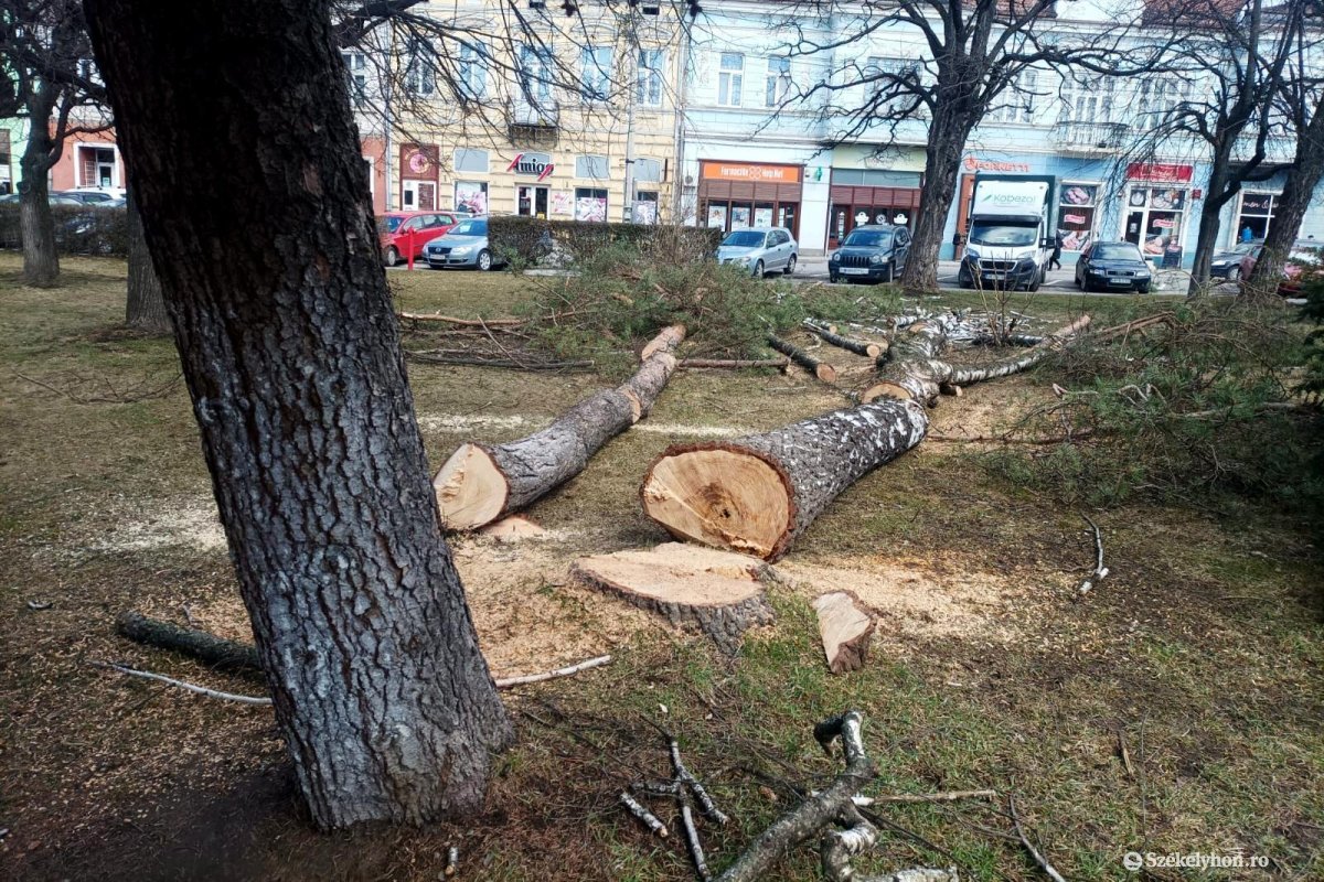 Veszélyesnek ítélt fákat vágnak ki Gyergyószentmiklóson