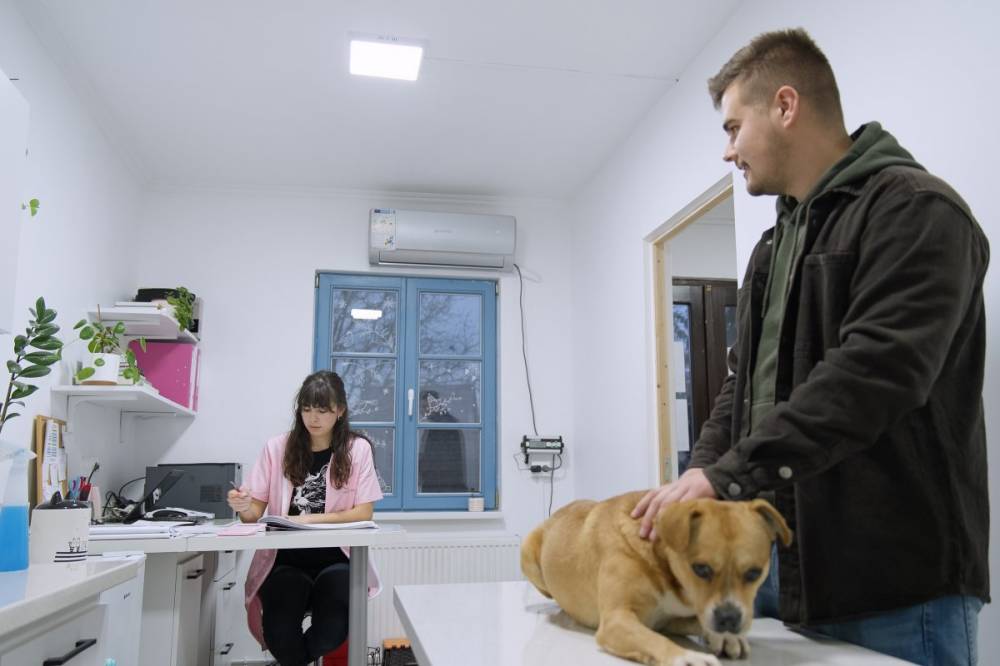 Tombol a babézia a házikedvencek körében