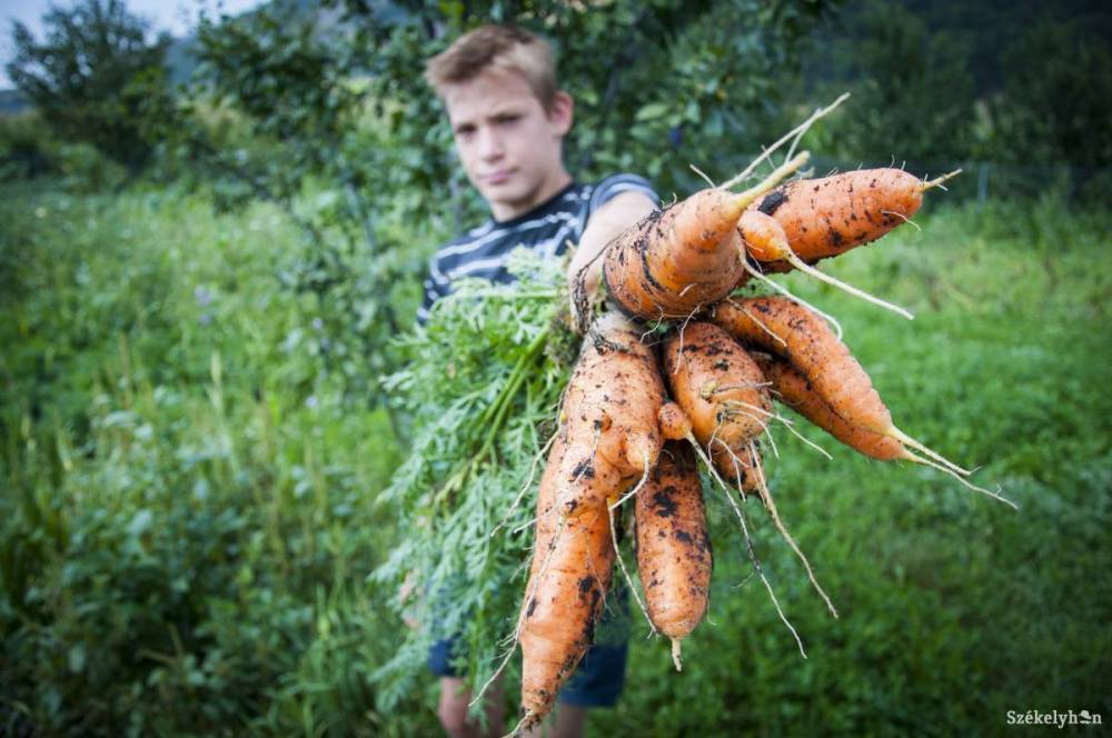 Átnéznek a kerítésen: a háromszékiek is átveszik a jó hargitai gyakorlatot