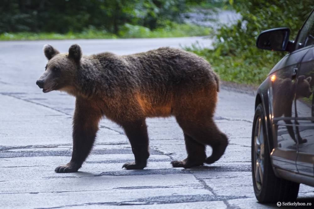Az utcán támadt emberre a medve