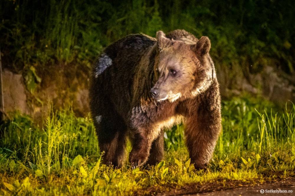 Két bocsos anyamedve kóborolt Bélbor településen