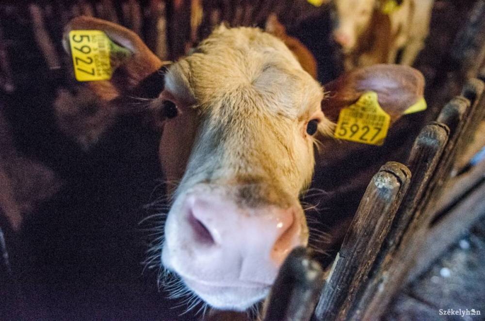 Száj- és körömfájás: állatbehozatali stopot rendelt el Románia Magyarország irányából