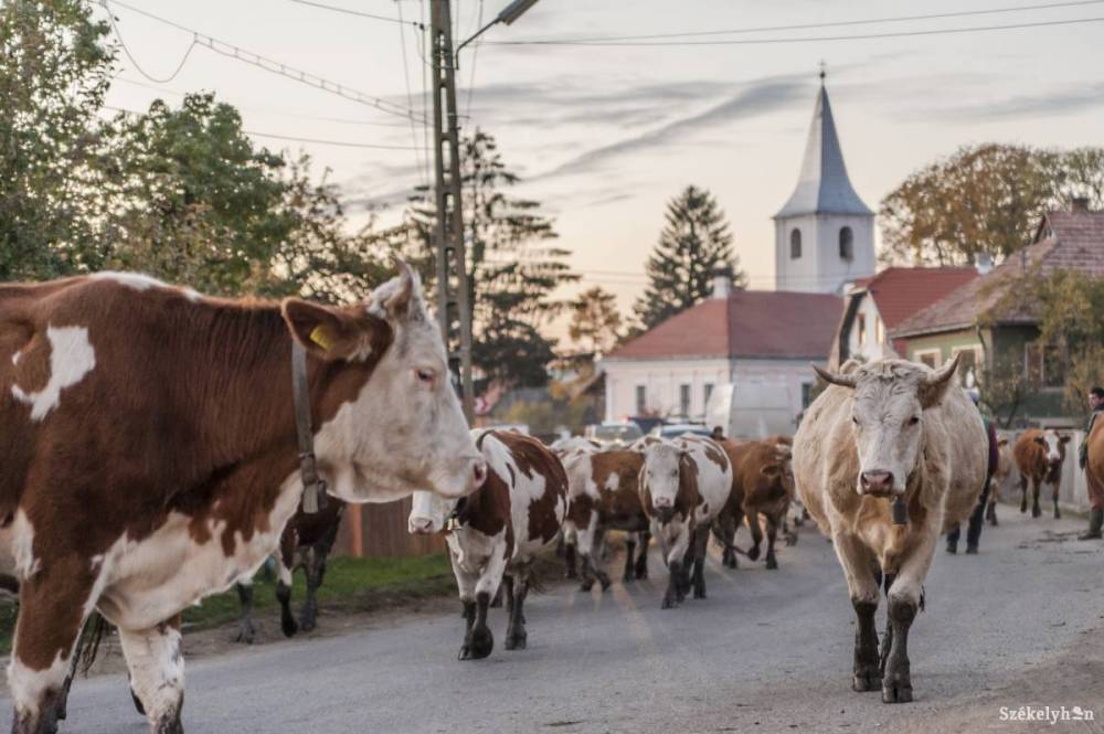Letűnt hagyomány a Szent György-napi állatkihajtás