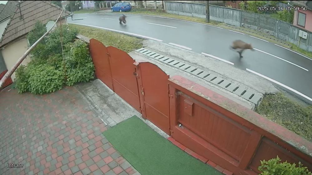 Így szaladtak pénteken reggel a medvék Nyárádtőn - videó