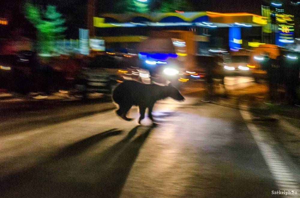 A pszichiátria környékén ólálkodik a medve